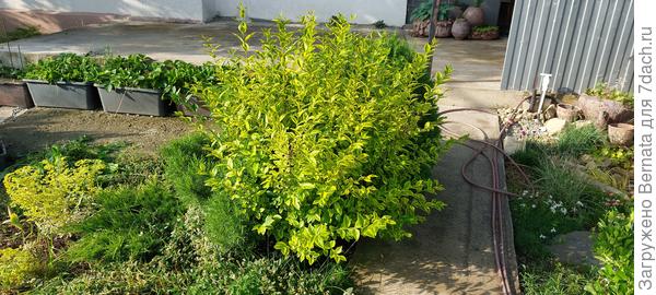 Бирючину посадила рядом с дорожкой крохотным черенком. Прошло всего три года и она выросла на 1,5 метра вверх и на метр в диаметре