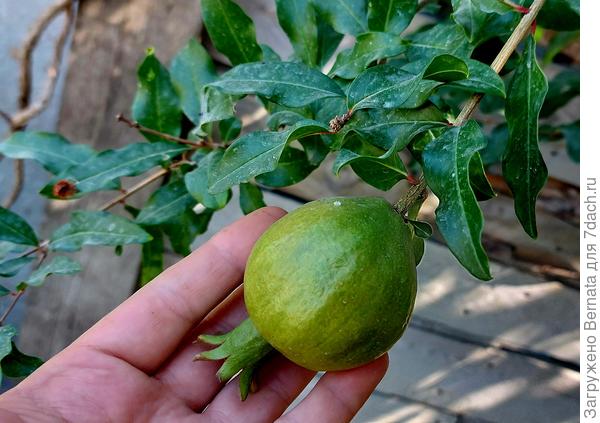 Плодоносит первый год