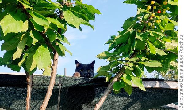 Спрятался:)