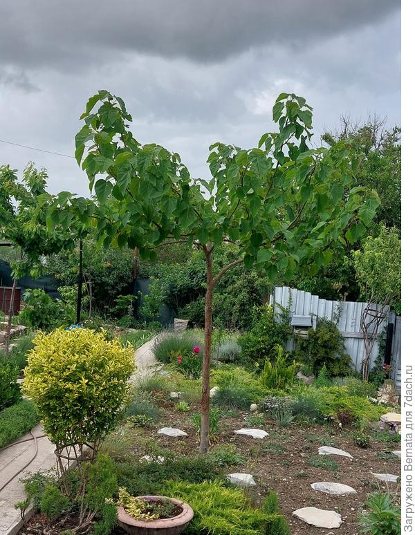 Дереву 3 года, высота около 4 метров