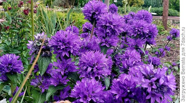 Колокольчик скученный Галактика