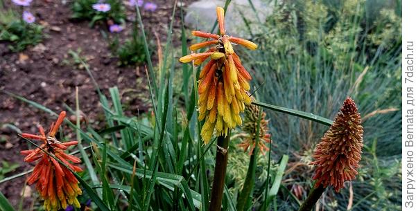 Мокрые книфофии