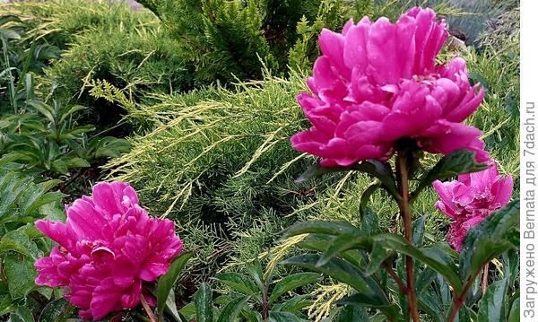 Остатки пионов