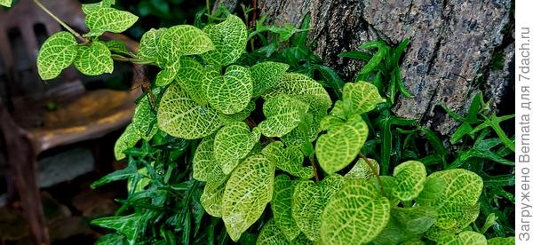 Жимолость японская