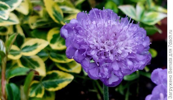 Бересклет и скабиоза