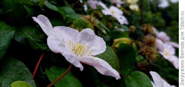 Клематис "Ежи Пепелушко "