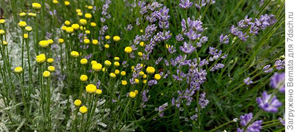 Сантолина и лаванда