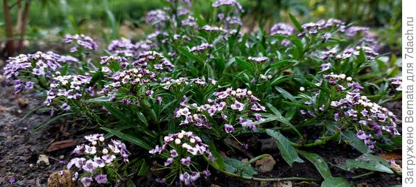 Алиссум (лобулярия)