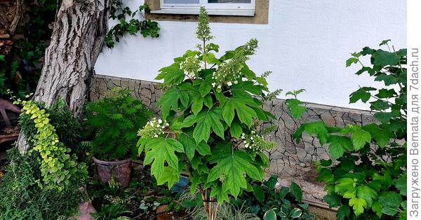Готовится к цветению