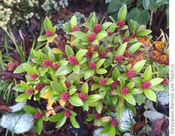 Скиммия в бутонах