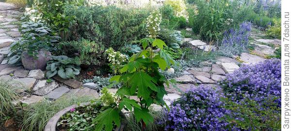 Вторая гортензия