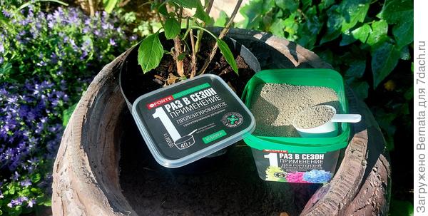 Внесение удобрений при посадке дуболистной гортензии