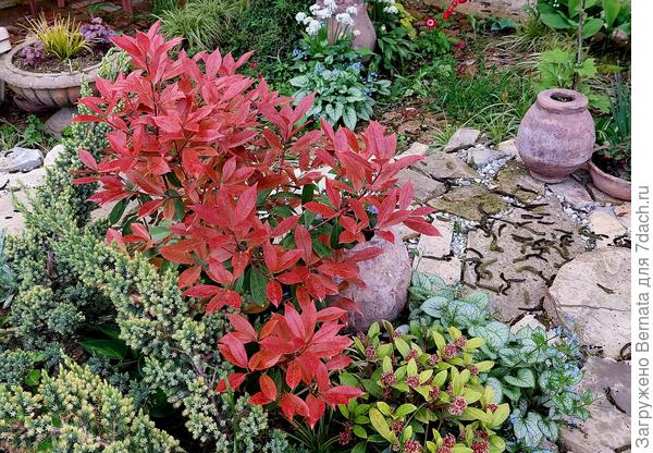 В ногах у краснолистной фотинии - цветущая скиммия