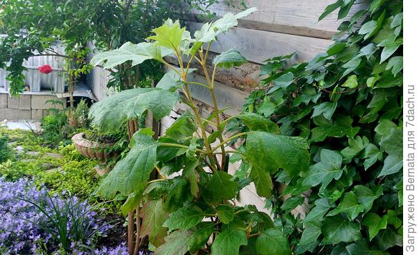 А вот и третья...