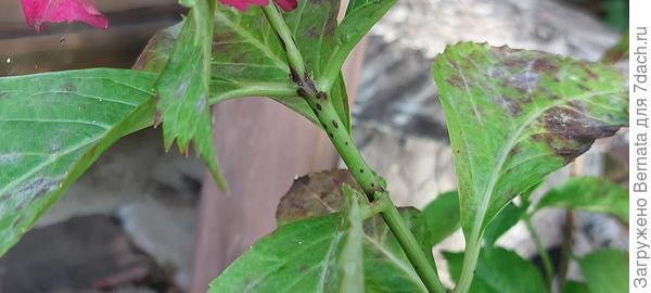 Стебель с цветоносом