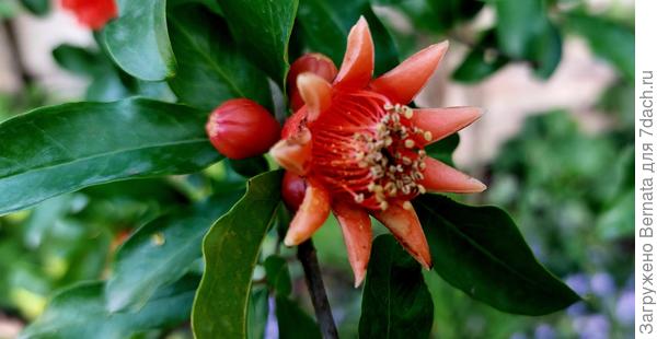 Цветочек-девочка