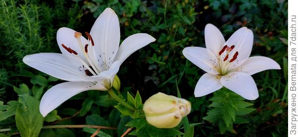 Лилии