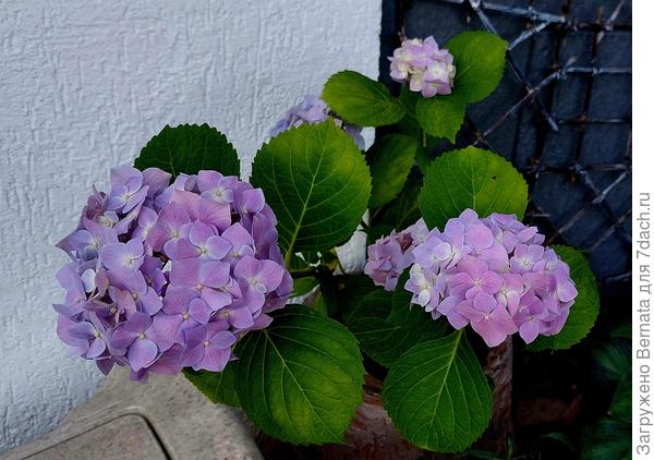 Ещё гортензия