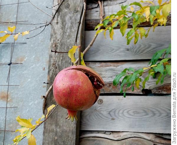 У меня в прошлом году