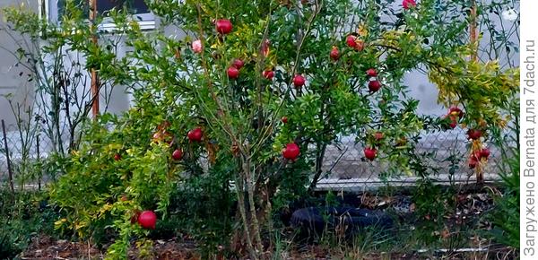 Соседский. Можно примерно посчитать:))