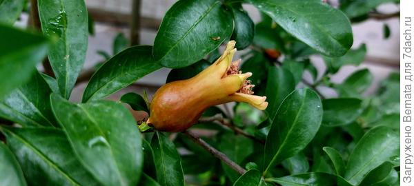 Уже есть и опыленные...