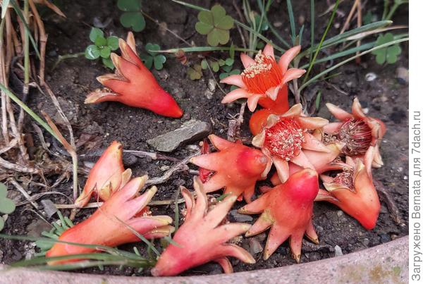 Пустоцветы...