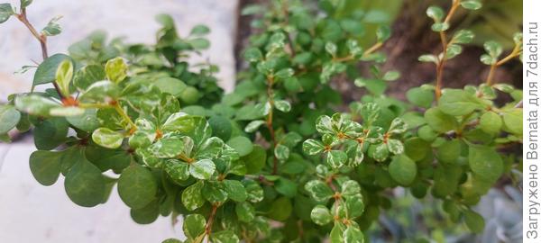 Сорт не знаю:))