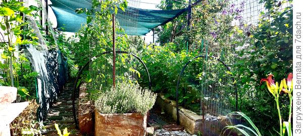 Вот и весь огород