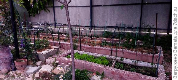 Купила ещё 2 каркаса и поставила на среднюю грядку, по разным концами, соединив длинной трубой