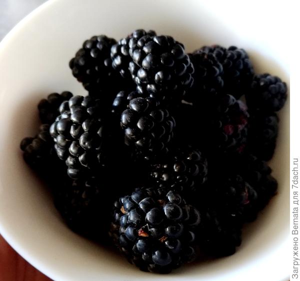 Крупнючая ежевика