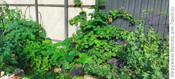 Мой ягодник