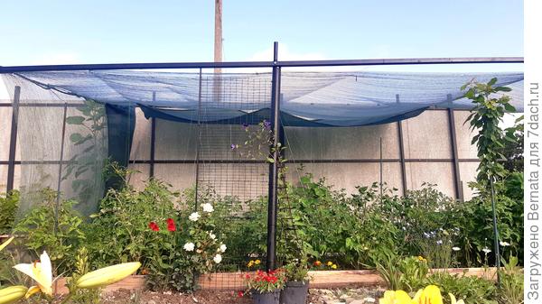 Июнь 2021 года- огородные джунгли