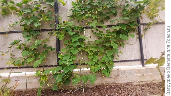 Сентябрь 2021 года- это один огуречный куст, который раскинулся на половину забора