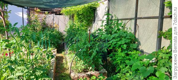 Проходы между грядками рассчитаны примерно на 48 размер:)