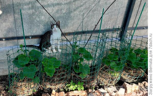 Огурцы спрятаны на ограждением:))