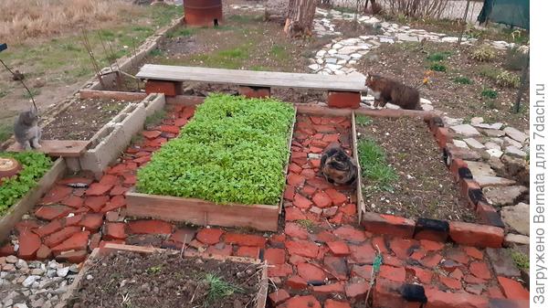 Декабрь 2021 года. Две новых небольших грядки под зелень и клубнику