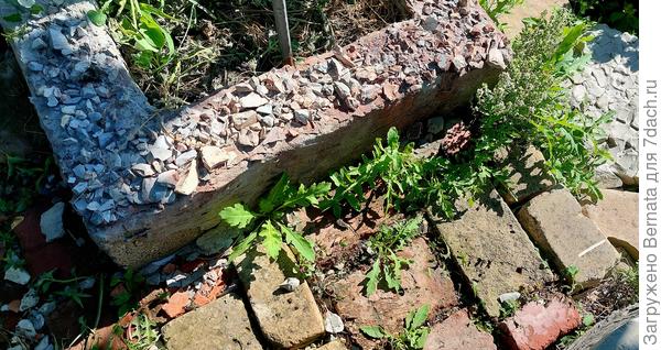 Рукола растёт самосевом там, где ей хочется