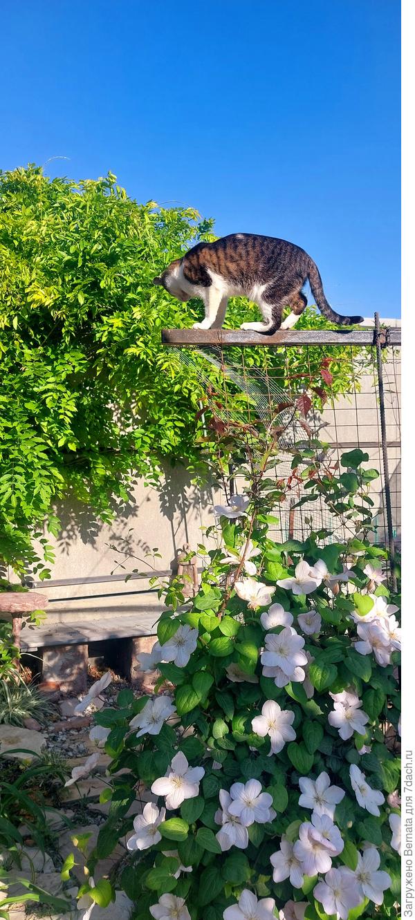 С другого конца надежда на тень от черемухи, глицинии и клематиса