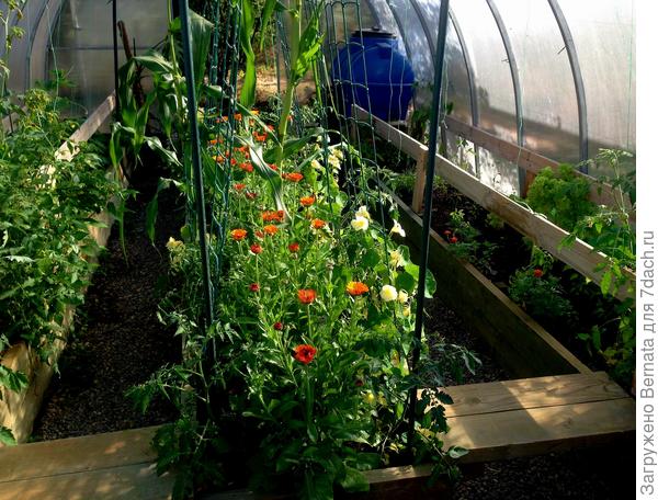 Моя старая теплица...