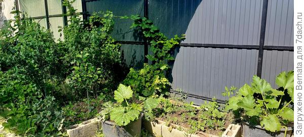 Ещё два контейнера с кабачками стоят рядом с новой клубничной грядкой