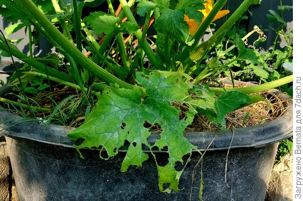 Привычная картина