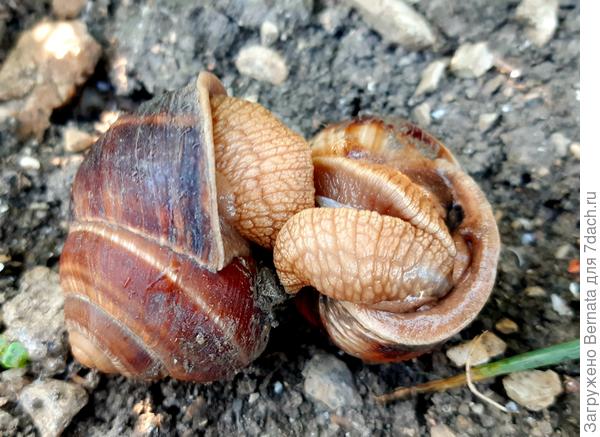 Создают семьи