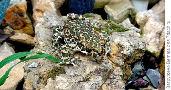 Зелёная жаба