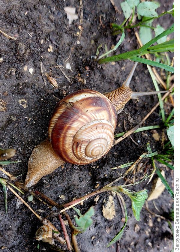 Лучше сама уползай!