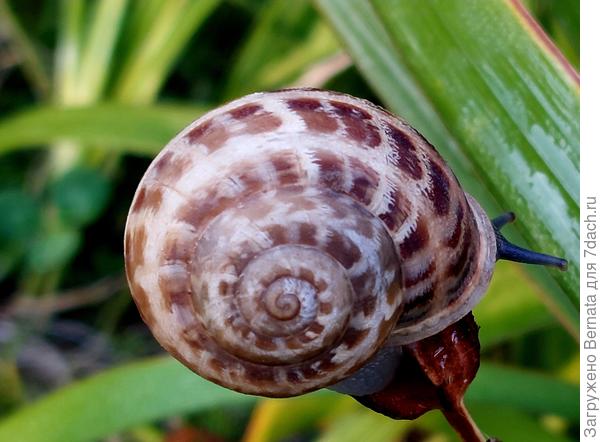 Встречаются с очень необычными панцирями