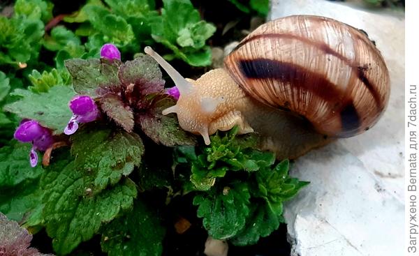 Покушается на цветочки