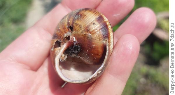 Кто в домике? Никого... Испарилась...