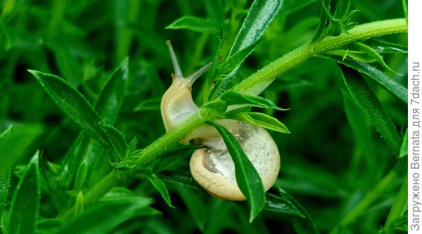 Маленьких улиток не смущает резкий аромат чабера