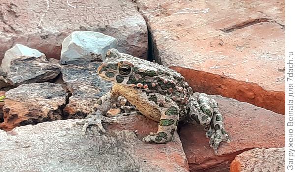 Жабкам ничего не грозит