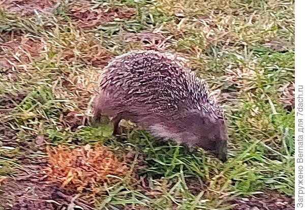 Даёшь ёжикам очищенных улиток!!!